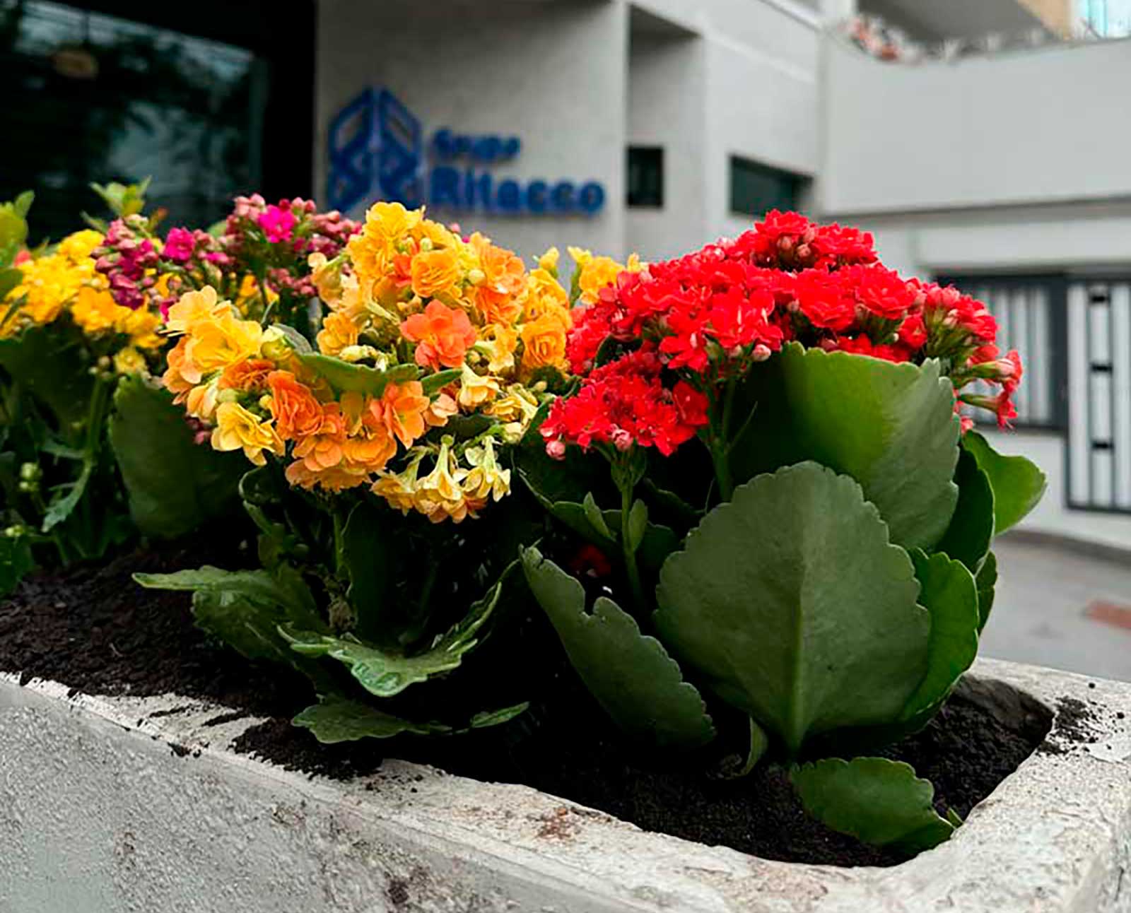 Vaso com três flores a frente da sede do Grupo Ritacco.